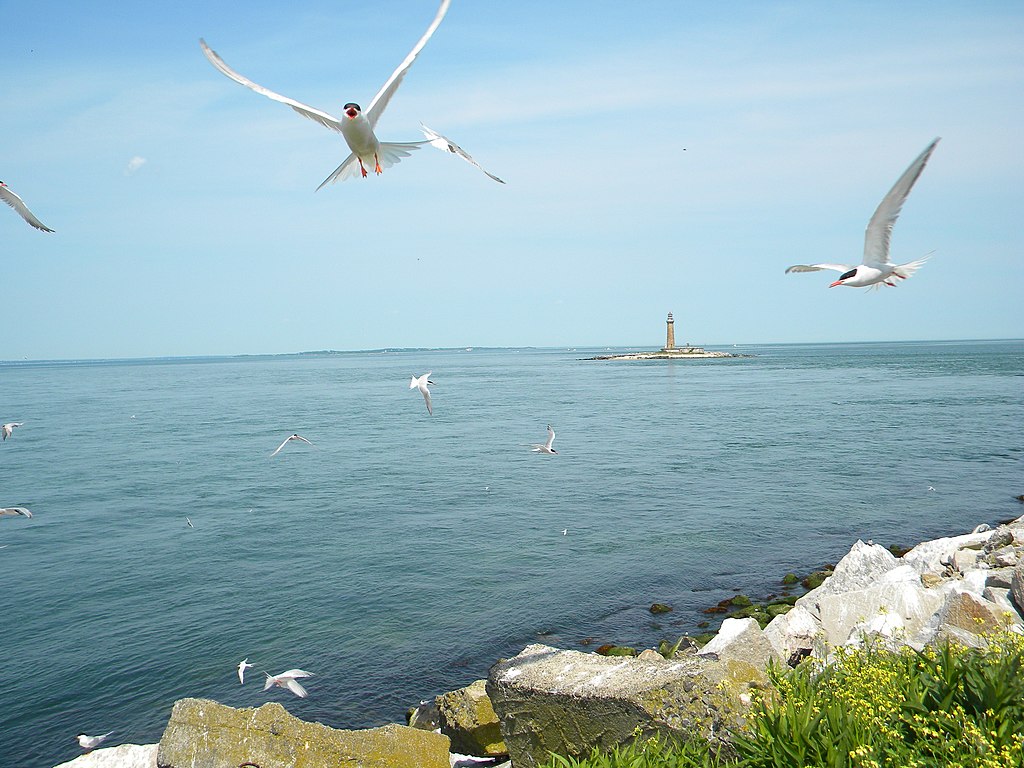 Great Gull Island, Long Island NY