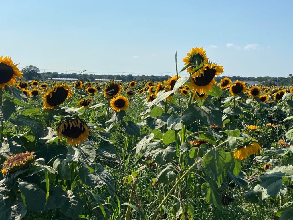 Long Island Sunflowers